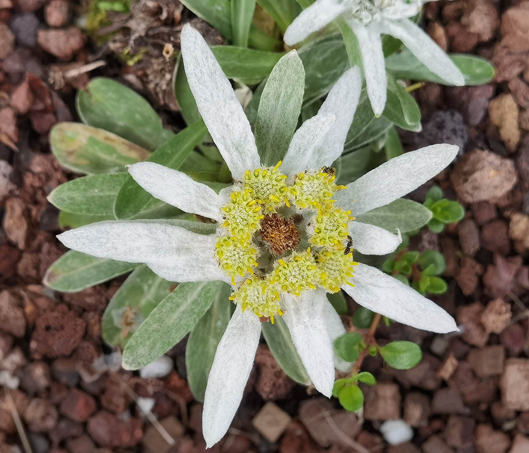 Leontopodium alpinum (ex Pyrénées) photo